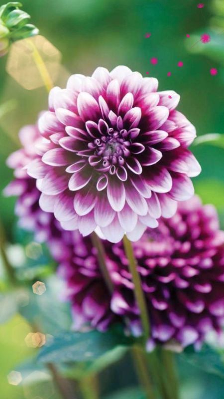 Dahlia | Violet Wallpaper Download | MobCup