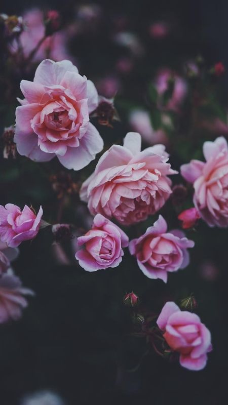 Flowers Aesthetic | Pink Rose Wallpaper Download | MobCup