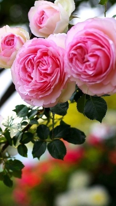 Rose garden Stock Photos, Royalty Free Rose garden Images | Depositphotos