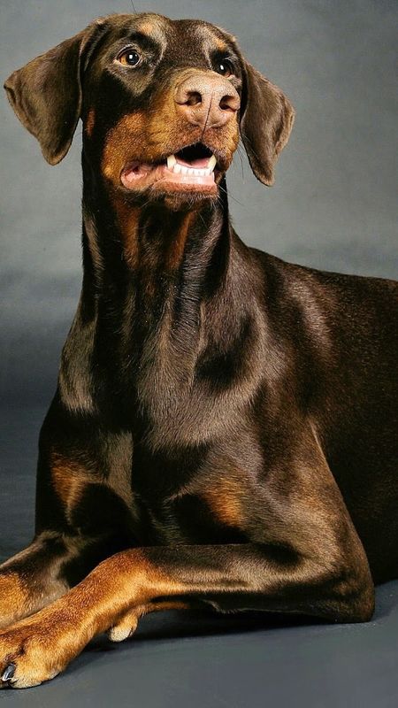 Doberman Dog - Animal - Dog Wallpaper Download | MobCup
