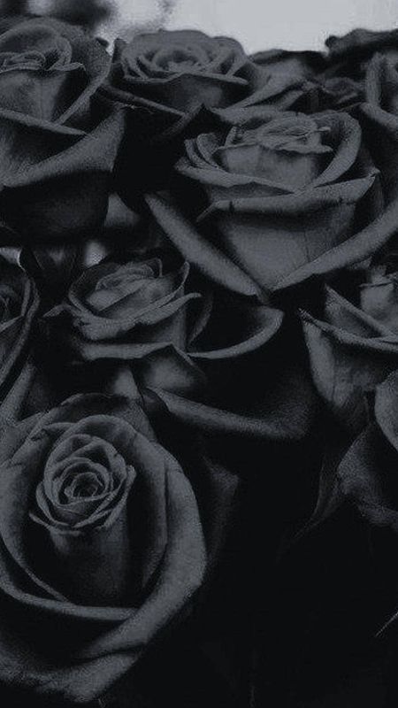 Black Rose | Black Roses Wallpaper Download | MobCup