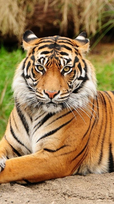 Tiger Photo - Royal Bengal Tiger Wallpaper Download | MobCup
