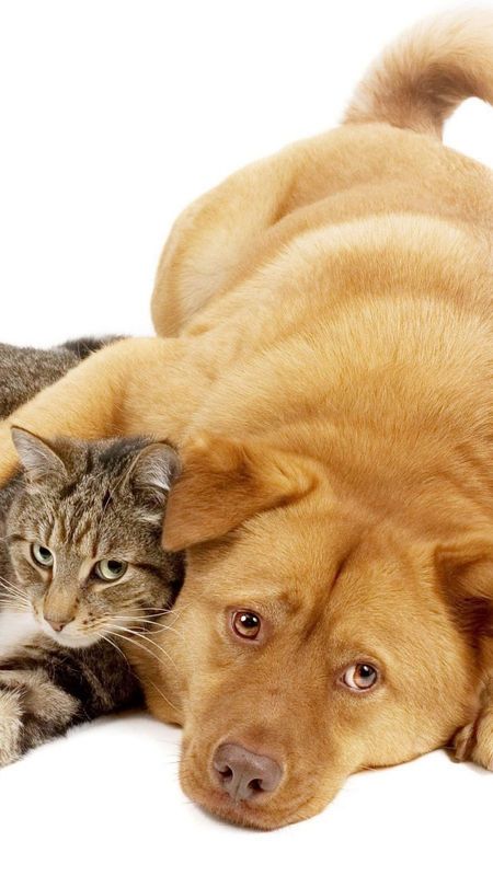 Cat And Dog - Cute Animals - Cat Wallpaper Download | MobCup