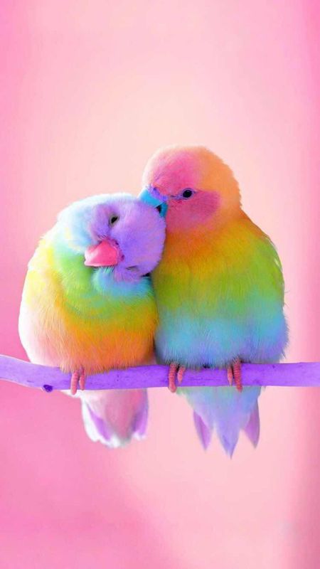 Cute Birds - Love Wallpaper Download | MobCup