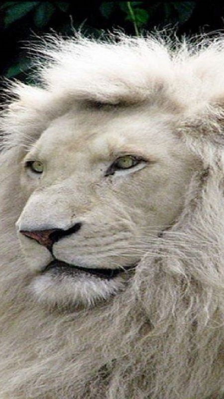 White Lion - Wild - Animal Wallpaper Download | MobCup White Lion - Wild - Animal Wallpaper Download | MobCup