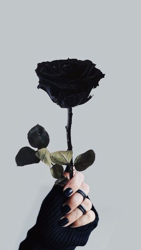 Black Colour | Black Colour Flower | Black Rose Wallpaper Download | MobCup