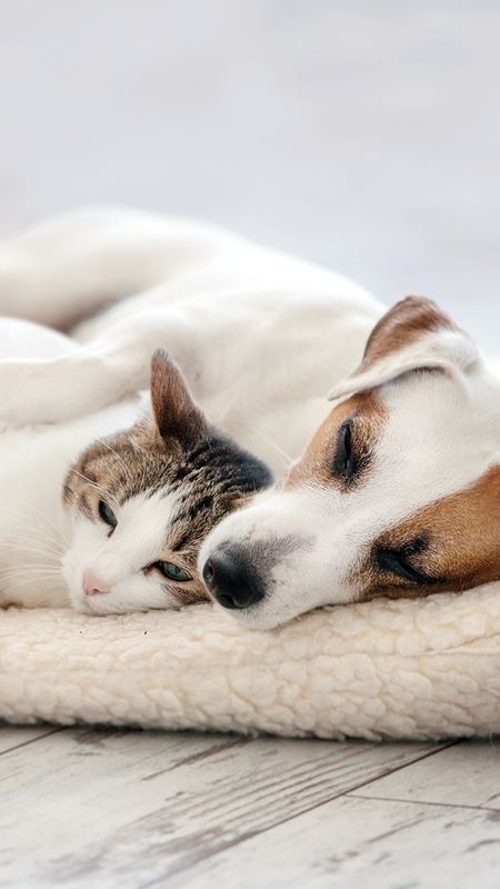 Cat And Dog - White Dog - White Cat Wallpaper Download | MobCup