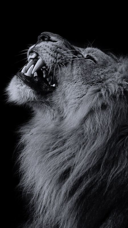 Angry Lion - Looking Upwards Wallpaper Download | MobCup