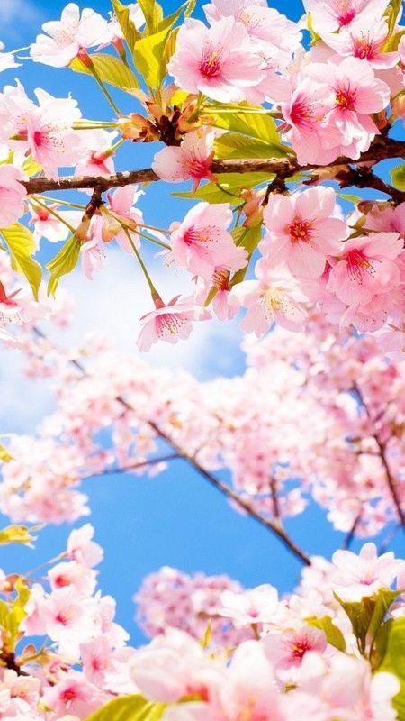 Spring Floral Background Wallpaper –