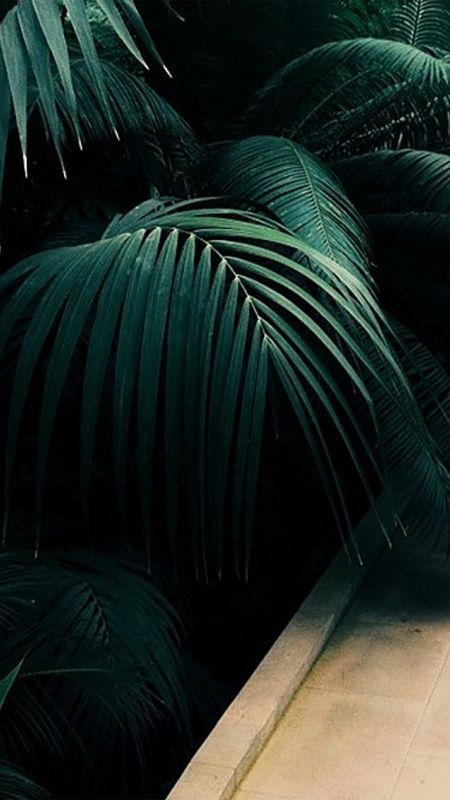 Green Aesthetic | Tree Wallpaper Download | MobCup
