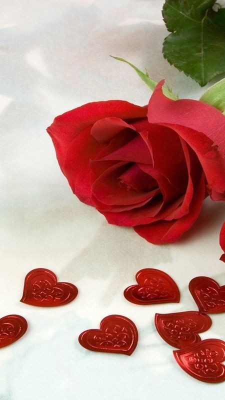 Hd Rose Flower - Red Heart - Love Wallpaper Download | MobCup