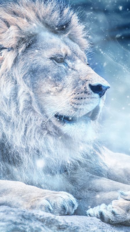 Big White Lion Wallpaper Download | MobCup