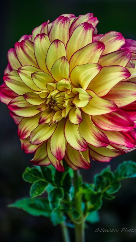 Dahlia | Yellow Wallpaper Download | MobCup