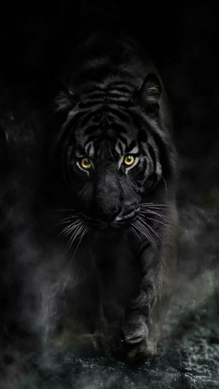 Black Tiger | Tiger Black | King Of Jungle | Animal Wallpaper Download |  MobCup