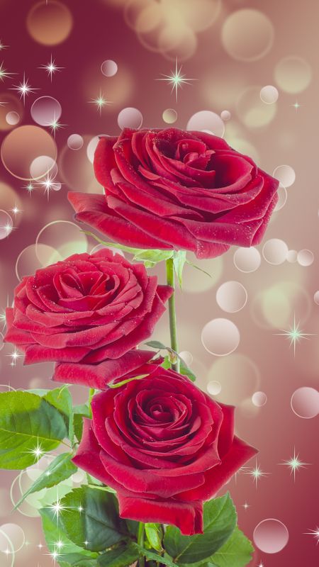 Red Rose Flower Wallpaper Mobcup - Rose Flower Phone Wallpaper Hd