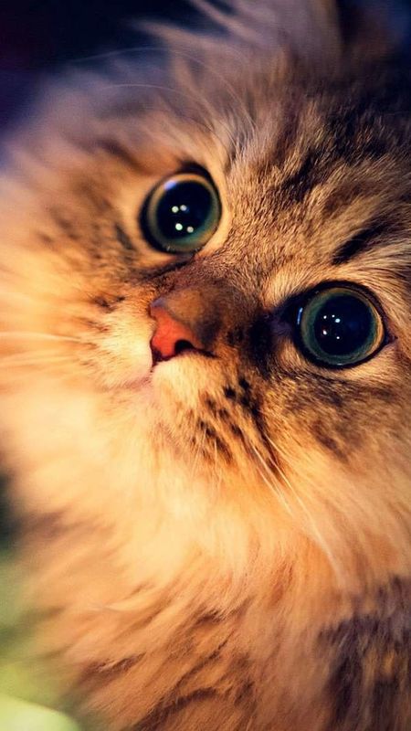 Cute cat live Wallpapers Download  MobCup