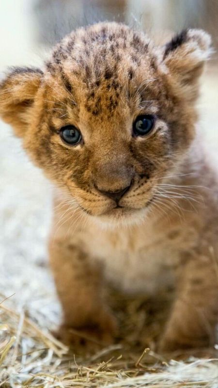 Cute Animals - Lion Cub Wallpaper Download | MobCup