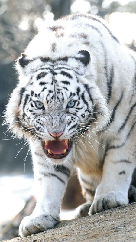 angry tiger hd
