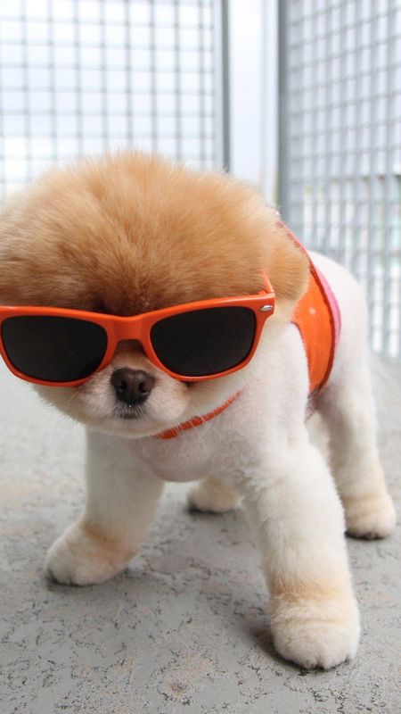 Cute Dog | Cute Funny Puppy Wallpaper