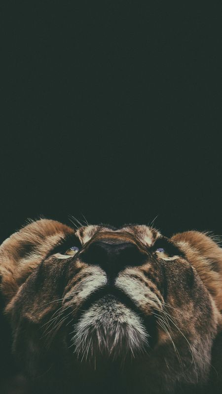 wallpaper