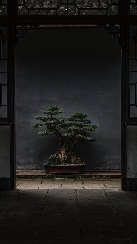 45 Bonsai Wallpapers Designs That Will Amaze You Designrouge.com Desktop  Background