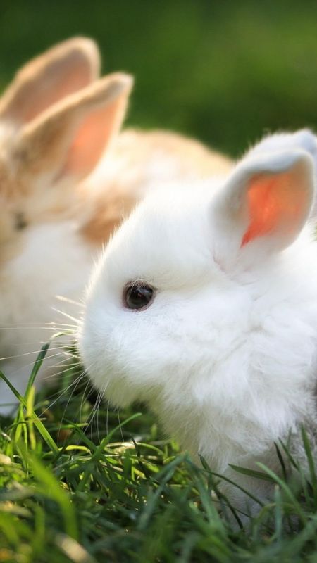 White rabbit Stock Photos, Royalty Free White rabbit Images | Depositphotos