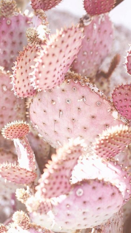 Cactus blue sky white clouds 1242x2688 iPhone 11 ProXS Max wallpaper  background picture image