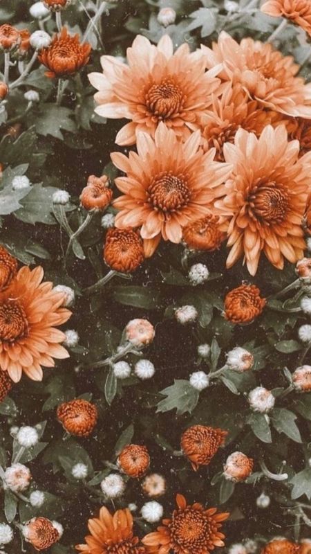 Download Beautiful Orange Flowers Wallpaper  Wallpaperscom