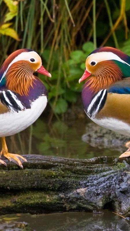 Mandarin Duck Wallpaper For Phone Discount USA Dpise2022 dps uminho pt
