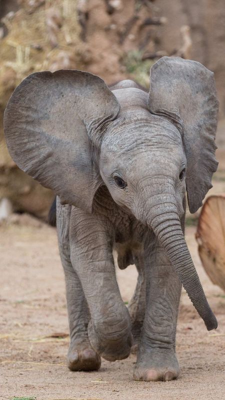 Baby Elephant Wallpaper 66 images