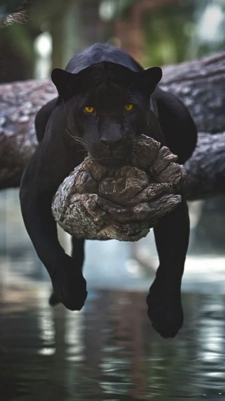 Black Panther Hd Lying On Tree Wallpaper Download | MobCup