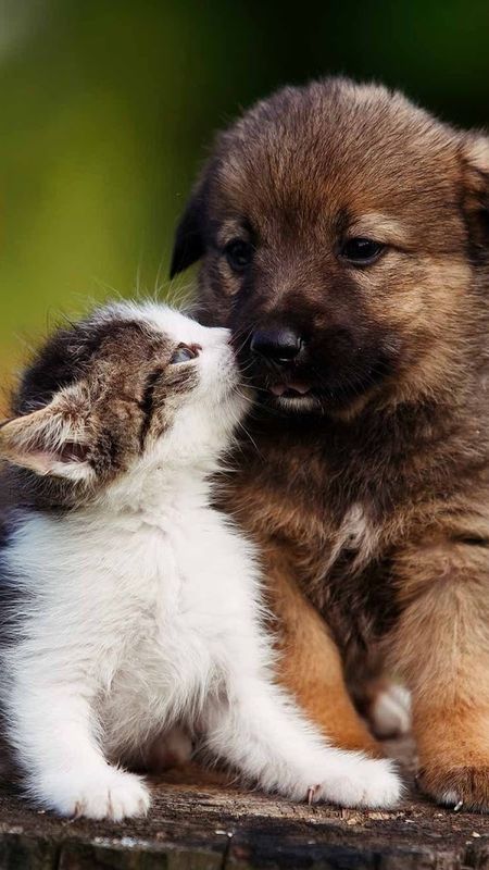 cute dog and cat images