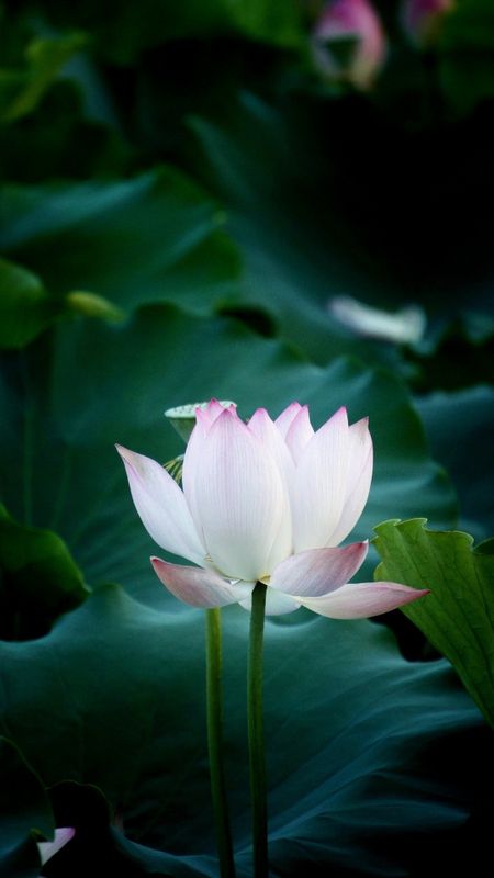 Lotus Blossom HD wallpaper | Pxfuel