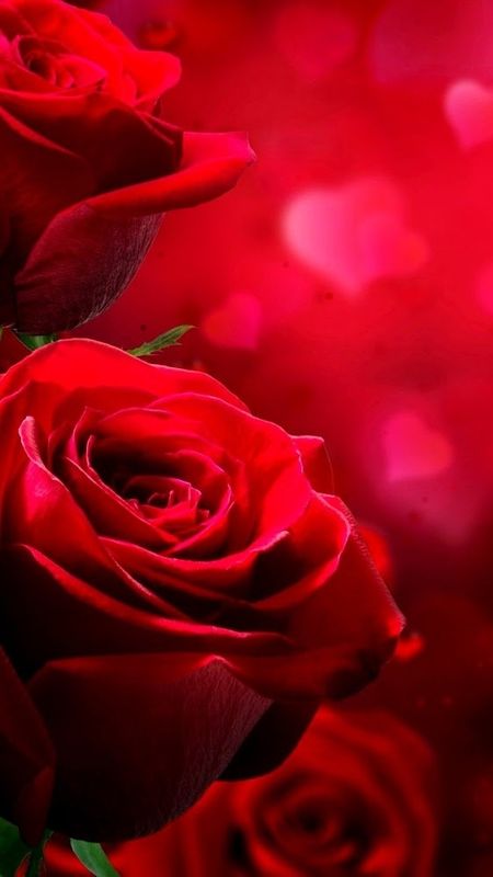 Nice - Red Rose Background Wallpaper Download | MobCup