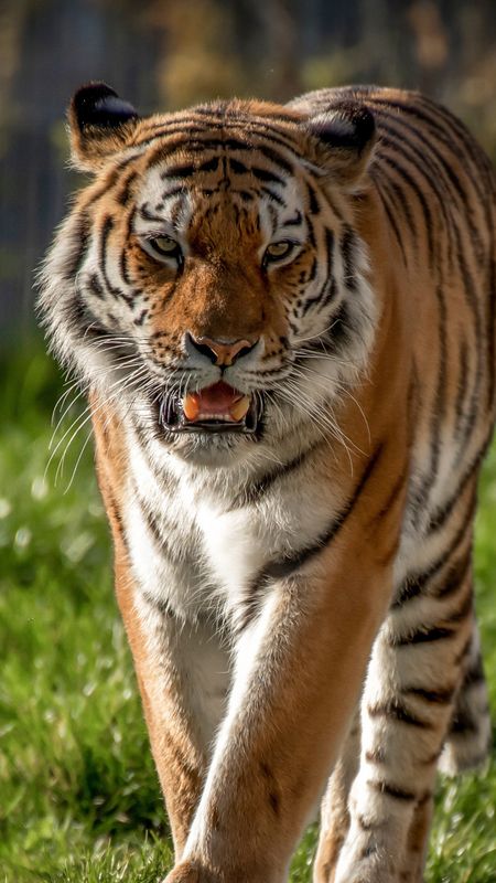 Tiger Face Stock Photos and Images - 123RF