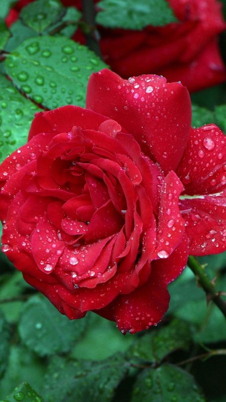 Beautiful Red Rose Flower | Red Wallpaper Download | MobCup
