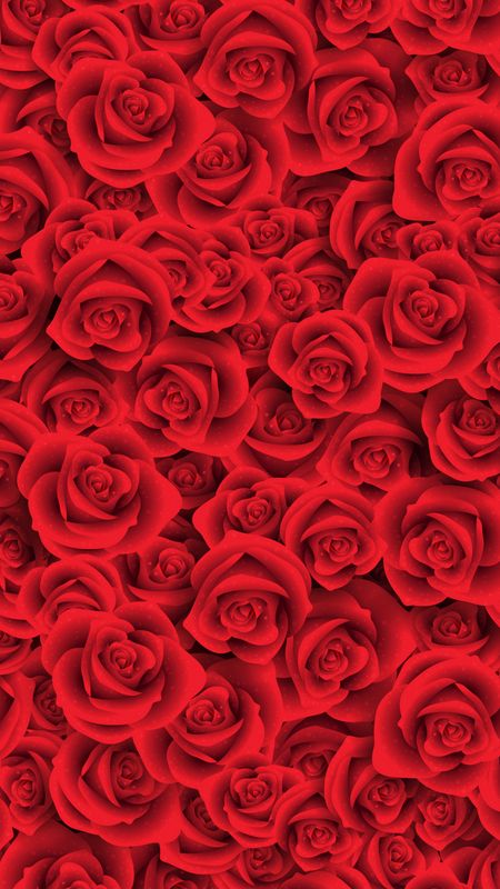 Red Rose | Fresh Rose Flowers Wallpaper Download | MobCup