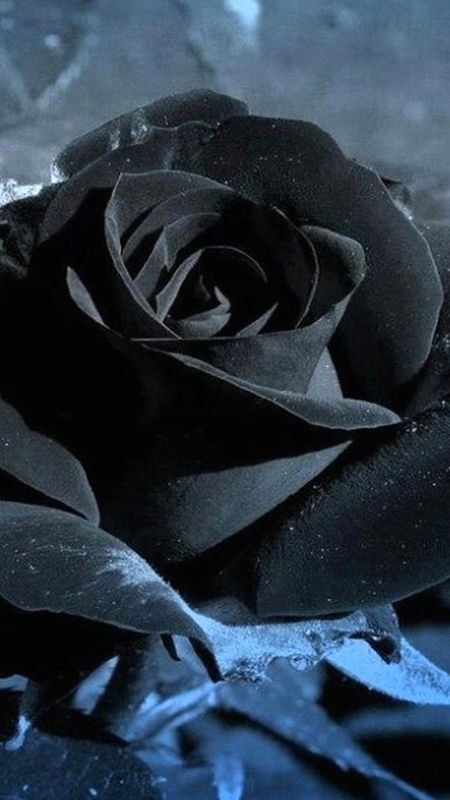 Black Rose - Dark - Rose Wallpaper Download | MobCup