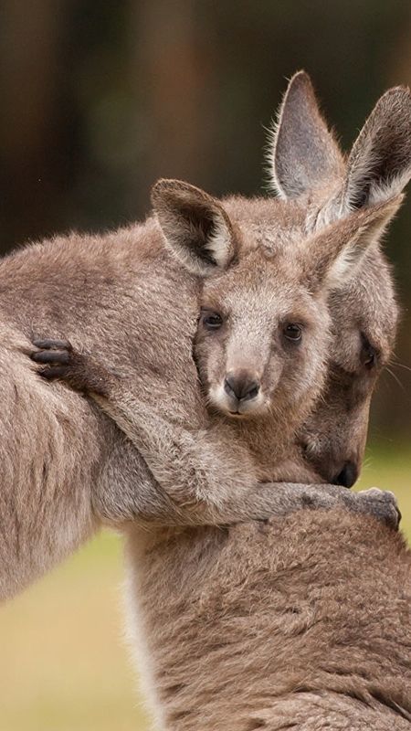 Cute Baby Animals - Baby Kangaroo Hugging The Mother Wallpaper Download |  MobCup