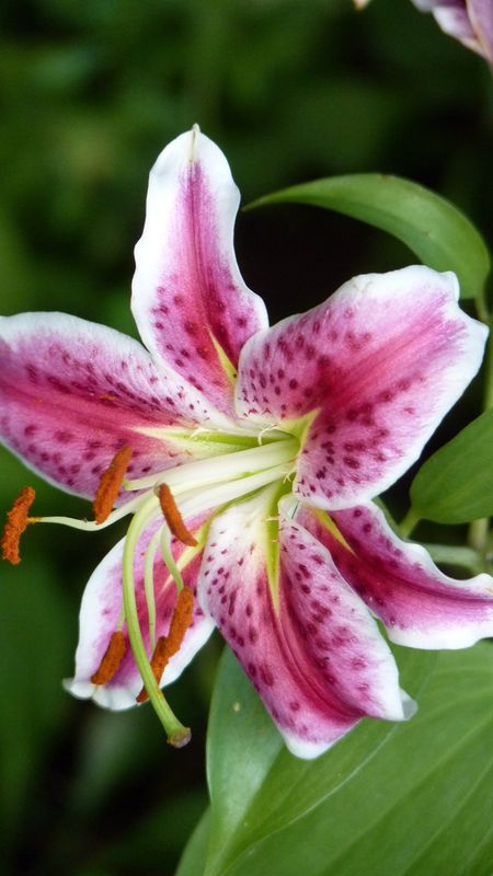 Pink Lily | Adorable | Beautiful | Aesthetic Wallpaper Download | MobCup