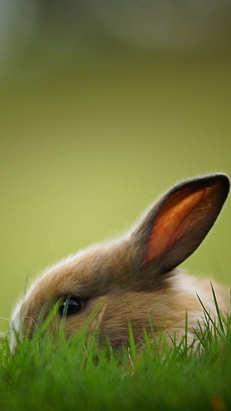 Rabbit Hiding In Grass Wallpaper Download | MobCup