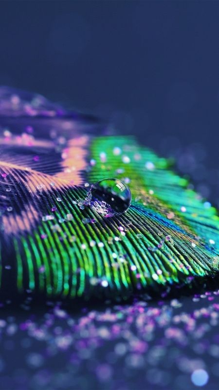 Peacock Feather - Beautiful - Water Drop - Background Wallpaper Download |  MobCup