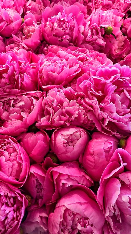 Hot Pink Roses Wholesale (SOLID) – Rosaholics Wholesale