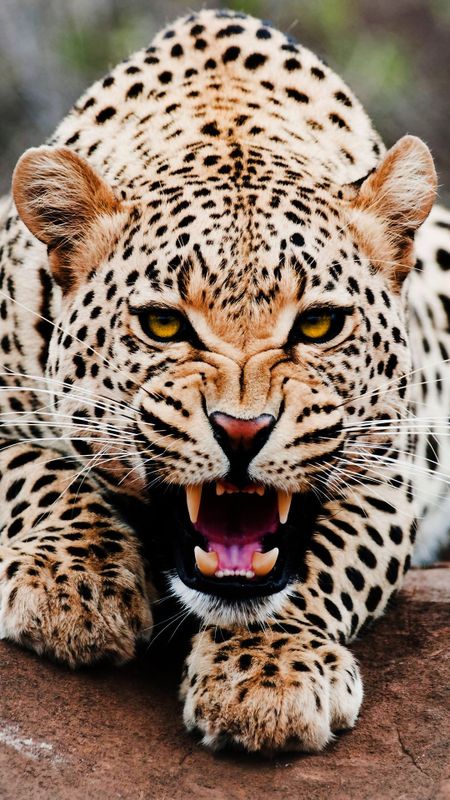 angry leopard wallpaper
