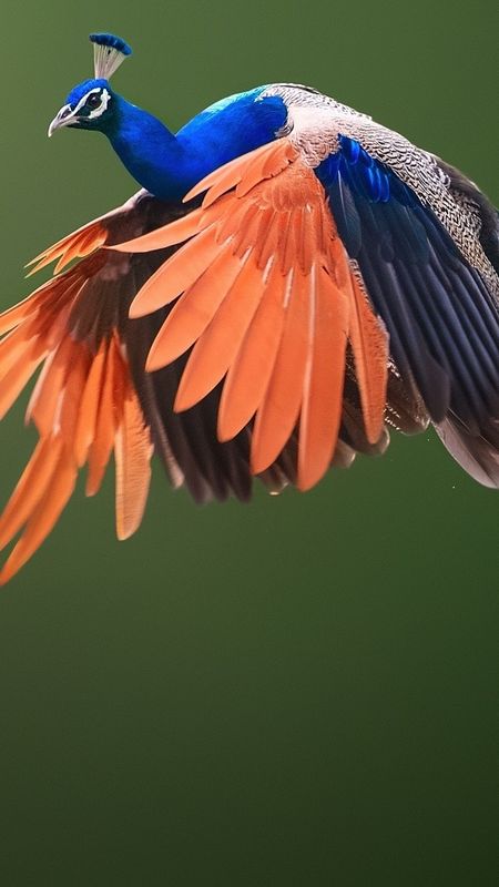 Birds Flying - Peacock Wallpaper Download | MobCup