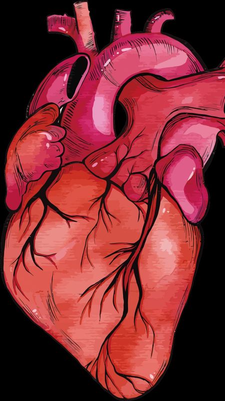 Premium Photo  Human heart illustration in glowing design 3d effect with  an isolated background
