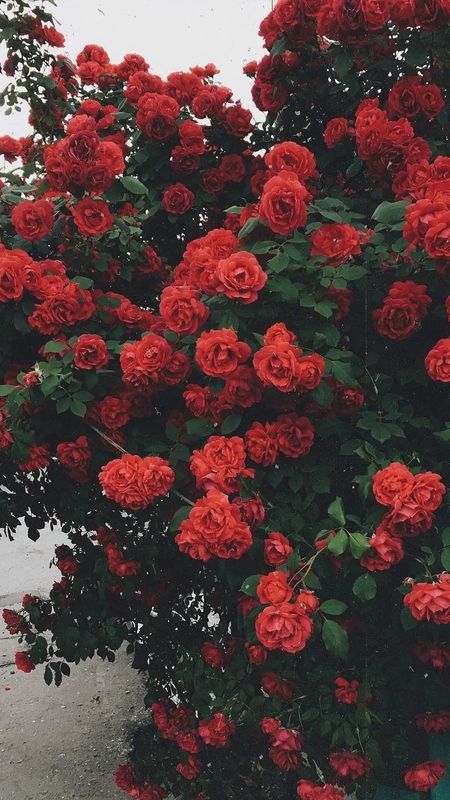 Red Rose Aesthetic Wallpapers  Wallpaper Cave