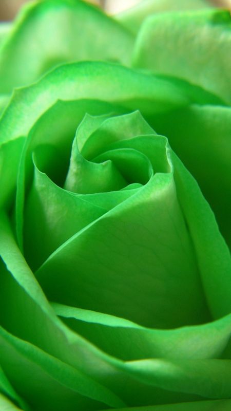Green Colour | Green Colour Rose | Green Rose Wallpaper Download | MobCup