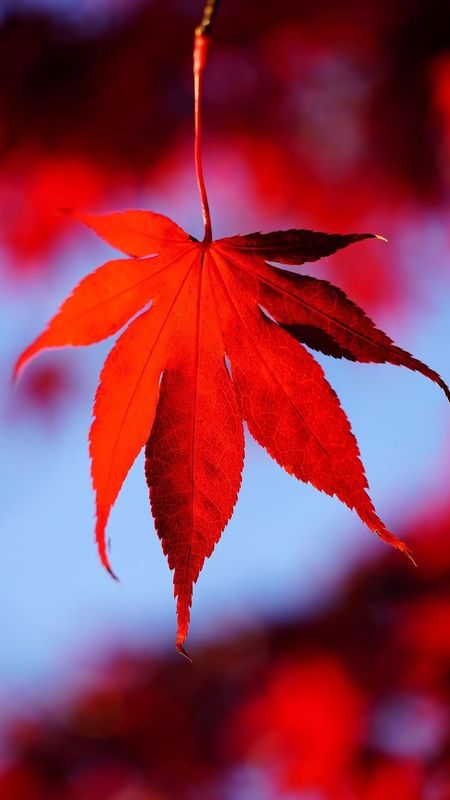 Realme - Red Leaf Wallpaper Download | MobCup Realme - Red Leaf Wallpaper Download | MobCup