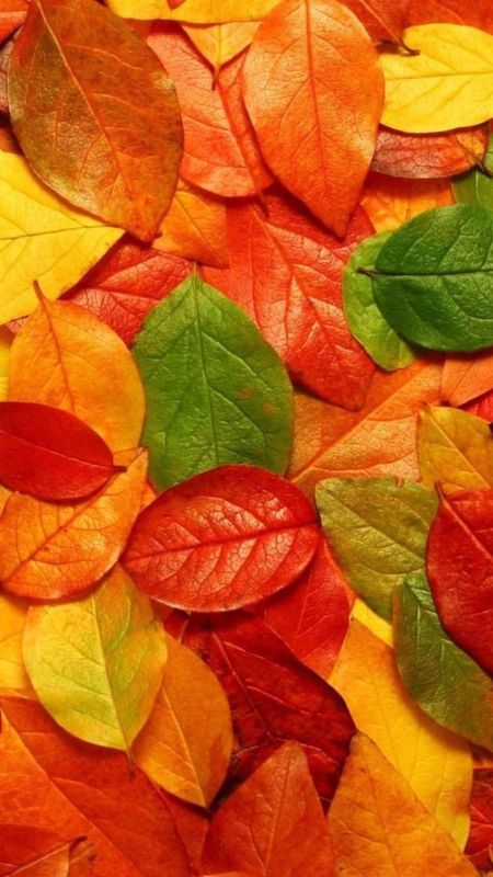 Colorful Leaves Themes Wallpaper Download | MobCup Colorful Leaves Themes Wallpaper Download | MobCup